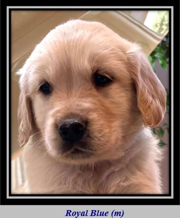 A dog looking at the camera

Description automatically generated with medium confidence