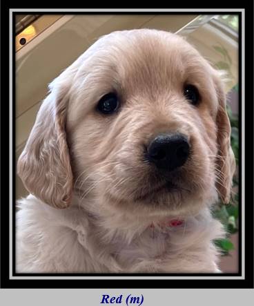 A dog looking at the camera

Description automatically generated with medium confidence