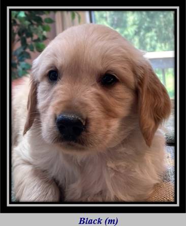 A dog looking at the camera

Description automatically generated with medium confidence