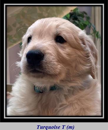 A dog looking at the camera

Description automatically generated with medium confidence