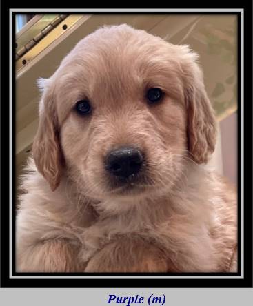 A dog looking at the camera

Description automatically generated with medium confidence