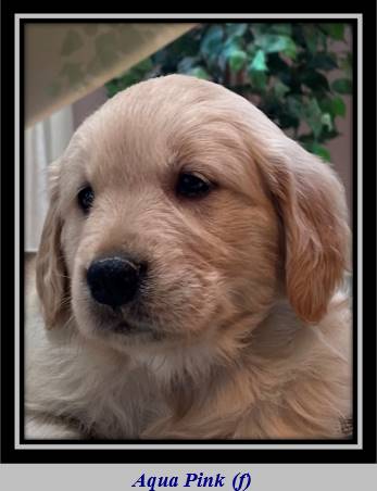 A dog looking at the camera

Description automatically generated with medium confidence
