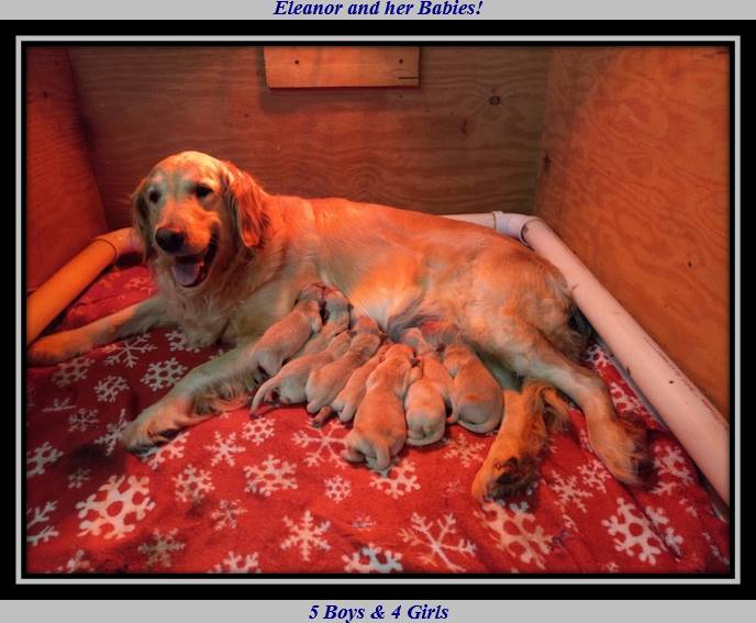 A dog lying on a dog bed

Description automatically generated with low confidence